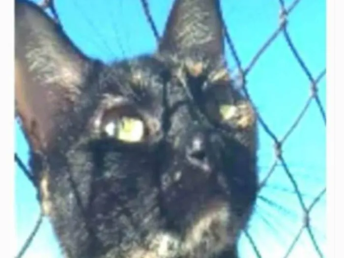 Gato ra a srd escaminha rosét  idade 5 anos nome MAG