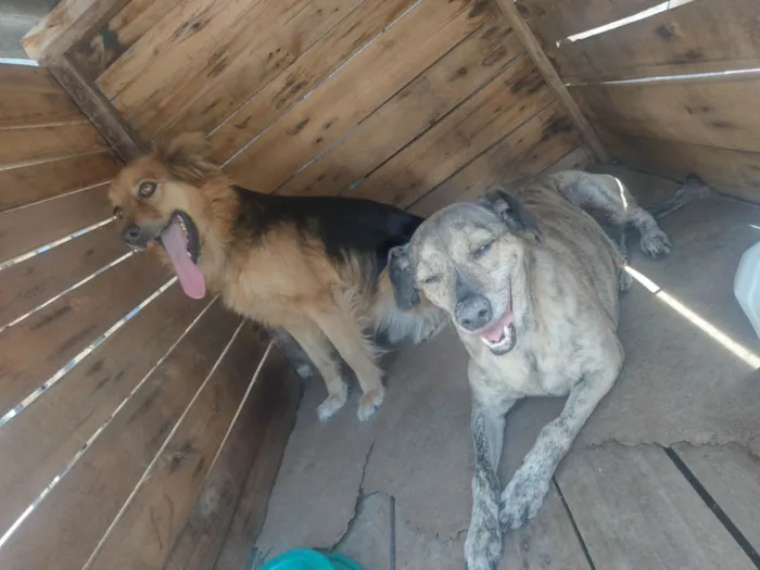 Cachorro ra a Vira lata  idade 5 anos nome Mel e Todinho