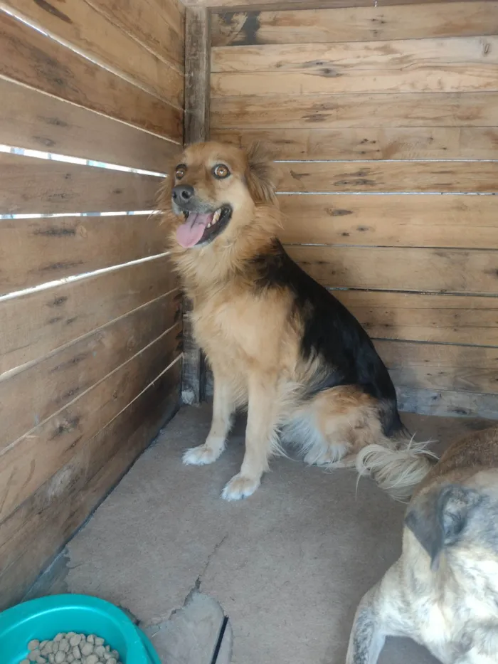 Cachorro ra a Vira lata  idade 5 anos nome Mel e Todinho