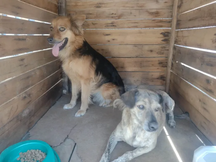 Cachorro ra a Vira lata  idade 5 anos nome Mel e Todinho