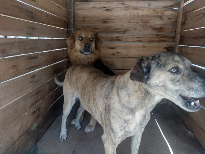 Cachorro ra a Vira lata  idade 5 anos nome Mel e Todinho