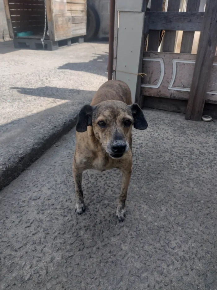 Cachorro ra a Vira lata  idade 5 anos nome Mel e Todinho