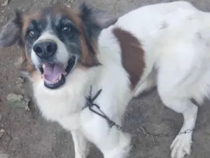 Cachorro raça SRD-ViraLata idade 3 anos nome Duke