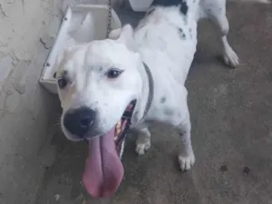 Cachorro raça Pit-Bull/Vira-Lata  idade 2 anos nome Piti