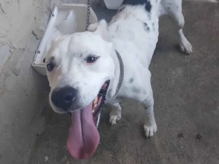 Cachorro ra a Pit-Bull/Vira-Lata  idade 2 anos nome Piti