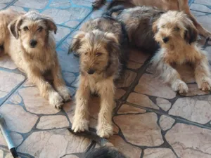 Cachorro raça SRD-ViraLata idade 2 a 6 meses nome Belinha, Jeoge, bolinha