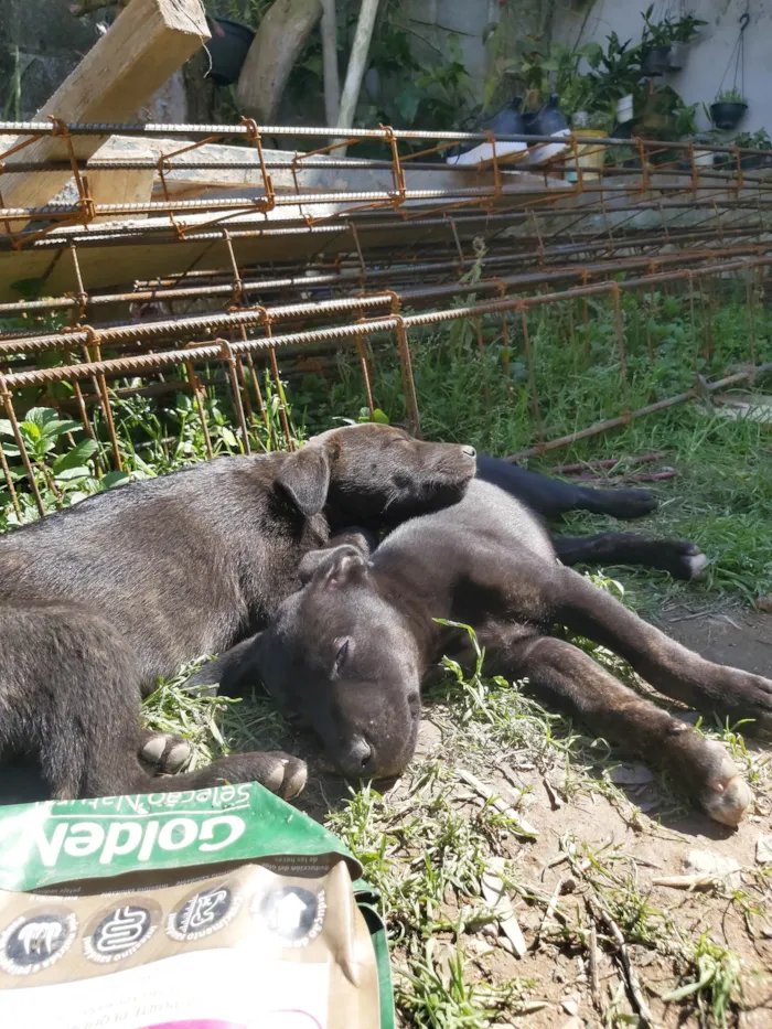 Cachorro ra a Chow Chow com Boxer idade Abaixo de 2 meses nome Ainda não dei nome a eles.