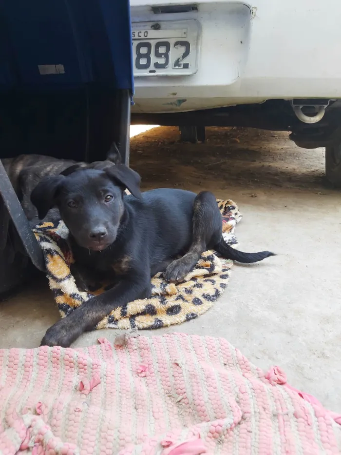 Cachorro ra a Chow Chow com Boxer idade Abaixo de 2 meses nome Ainda não dei nome a eles.