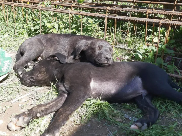 Cachorro ra a Chow Chow com Boxer idade Abaixo de 2 meses nome Ainda não dei nome a eles.