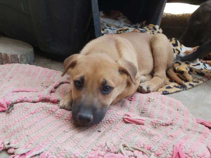 Cachorro ra a Chow Chow com Boxer idade Abaixo de 2 meses nome Ainda não dei nome a eles.