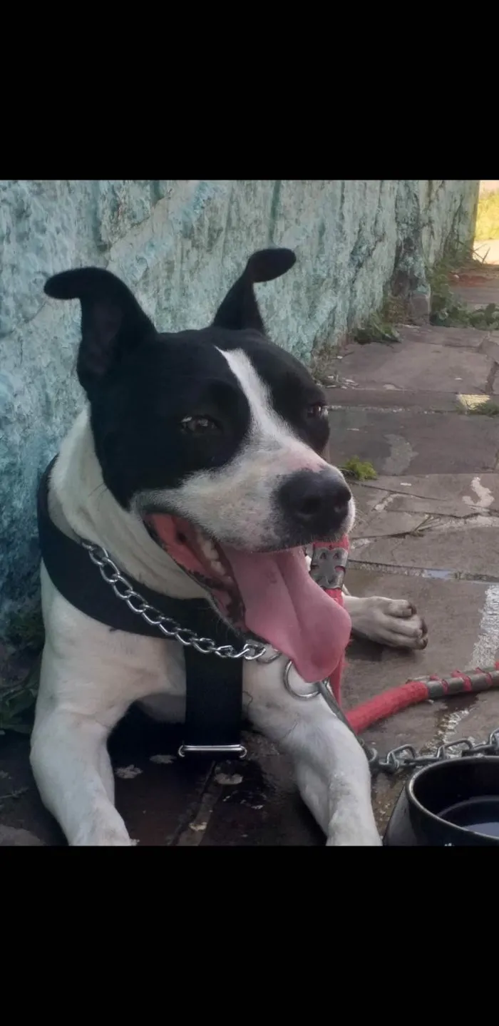 Cachorro ra a American Staffordshire terrier idade 4 anos nome Dalila