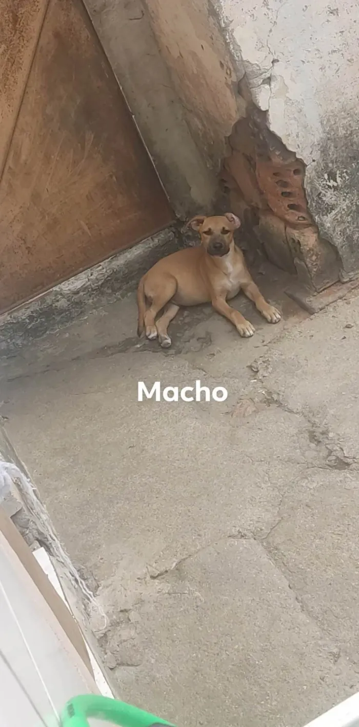 Cachorro ra a SRD-ViraLata idade 7 a 11 meses nome Ravena e Mutano 