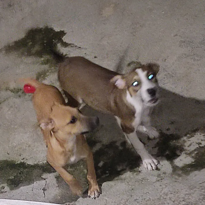 Cachorro ra a SRD-ViraLata idade 7 a 11 meses nome Ravena e Mutano 