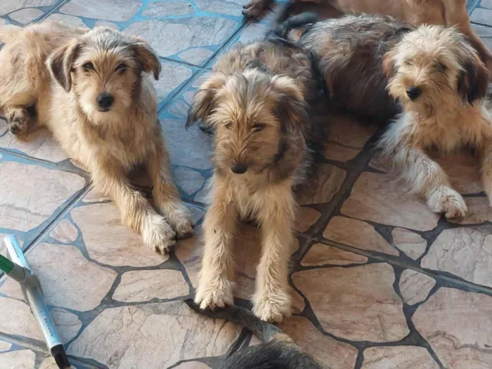 Cachorro ra a SRD-ViraLata idade 2 a 6 meses nome Belinha, Jeoge, bolinha