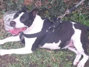 Cachorro raça American Staffordshire terrier idade 4 anos nome Dalila