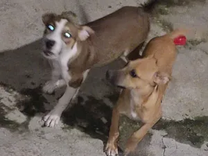 Cachorro raça SRD-ViraLata idade 7 a 11 meses nome Ravena e Mutano 