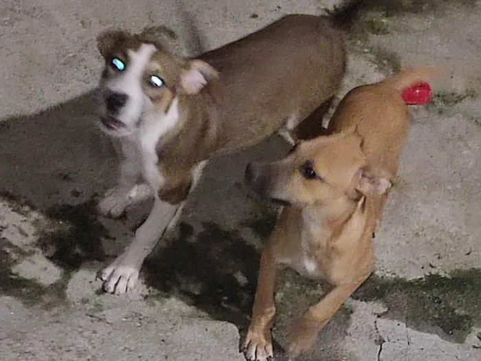 Cachorro ra a SRD-ViraLata idade 7 a 11 meses nome Ravena e Mutano 