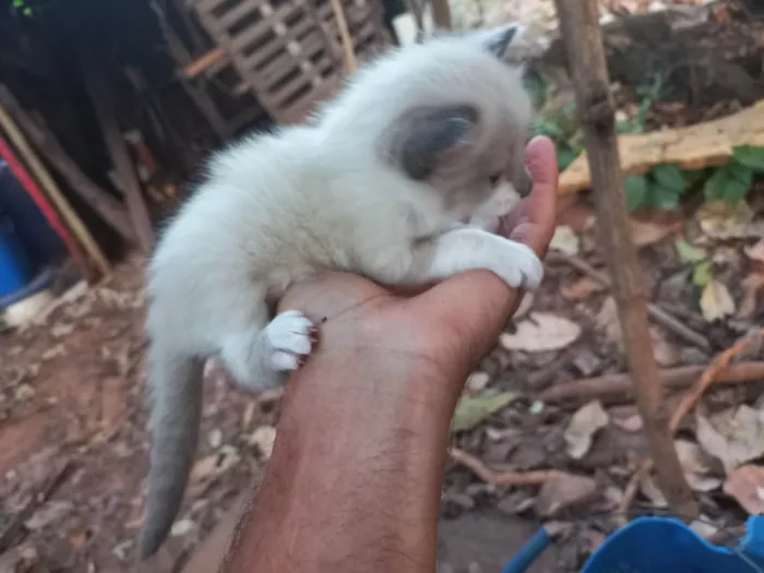 Gato ra a Thai mestiço idade Abaixo de 2 meses nome Muléka