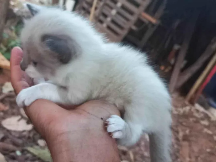 Gato ra a Thai mestiço idade Abaixo de 2 meses nome Muléka