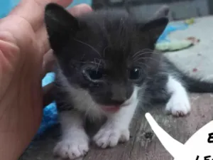 Gato raça  idade Abaixo de 2 meses nome Frajola