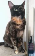 MEG