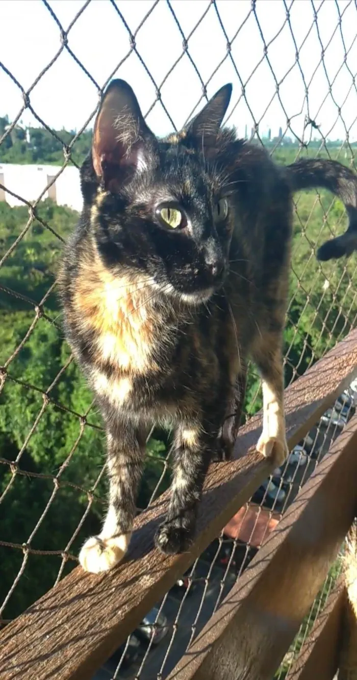 Gato ra a srd escaminha rosét  idade 6 ou mais anos nome MEG