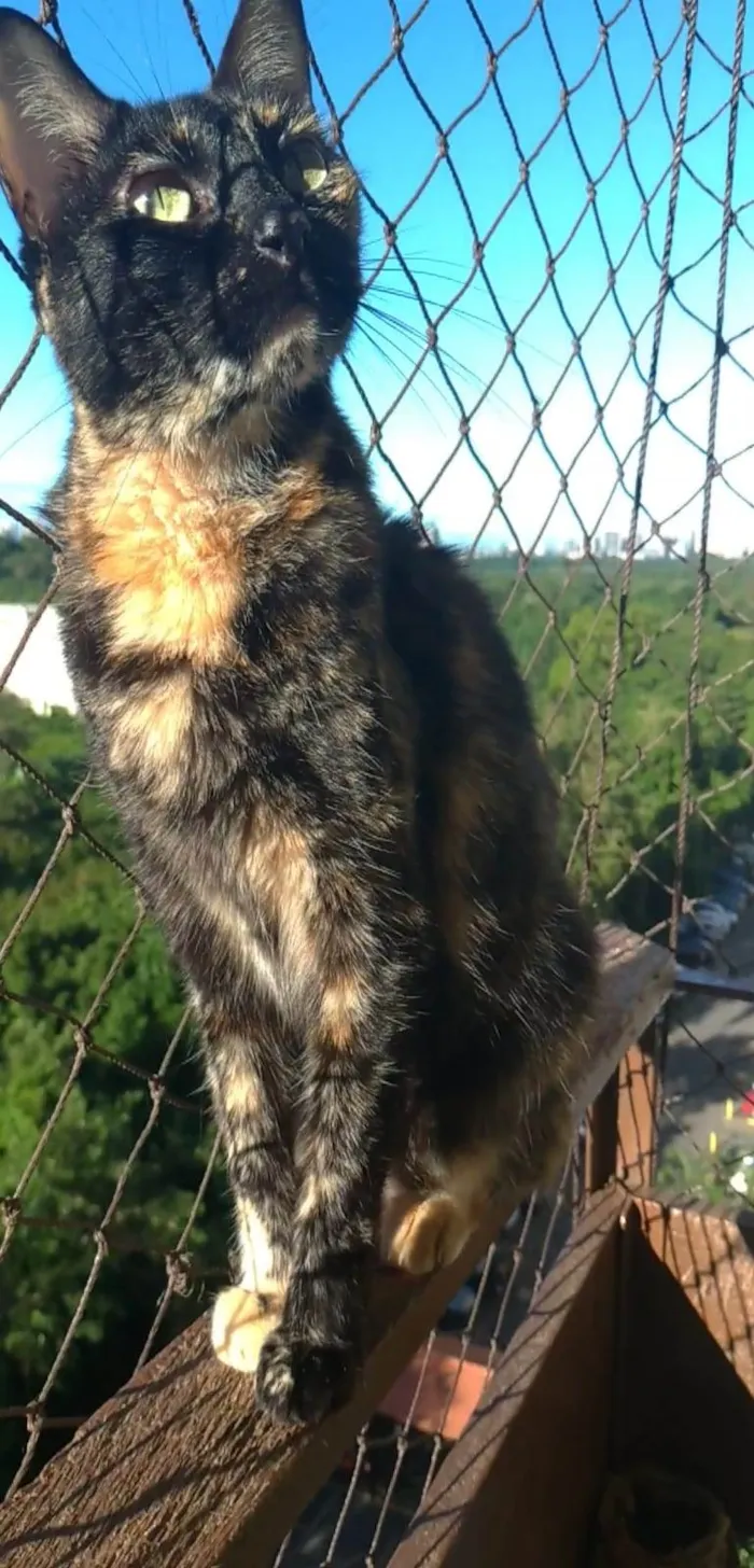 Gato ra a srd escaminha rosét  idade 6 ou mais anos nome MEG