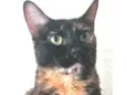 MEG