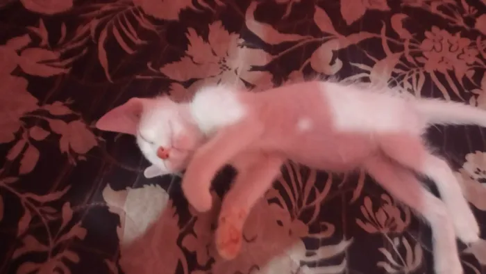 Gato ra a SRD-ViraLata idade 2 a 6 meses nome Red