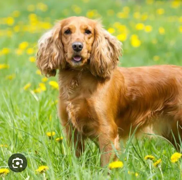 Cachorro ra a Cocker idade 6 ou mais anos nome Teo