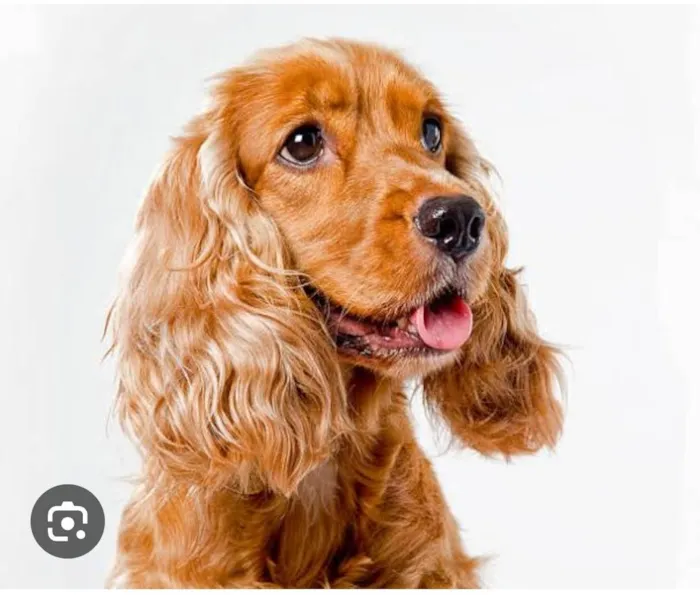 Cachorro ra a Cocker idade 6 ou mais anos nome Teo