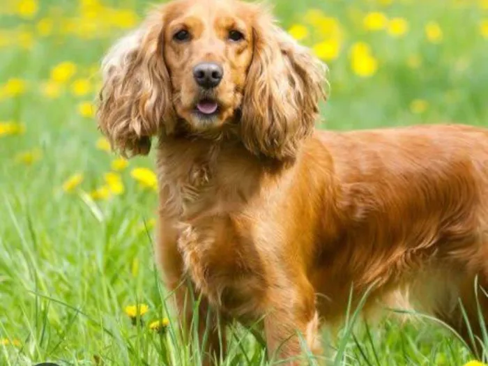 Cachorro ra a Cocker idade 6 ou mais anos nome Teo