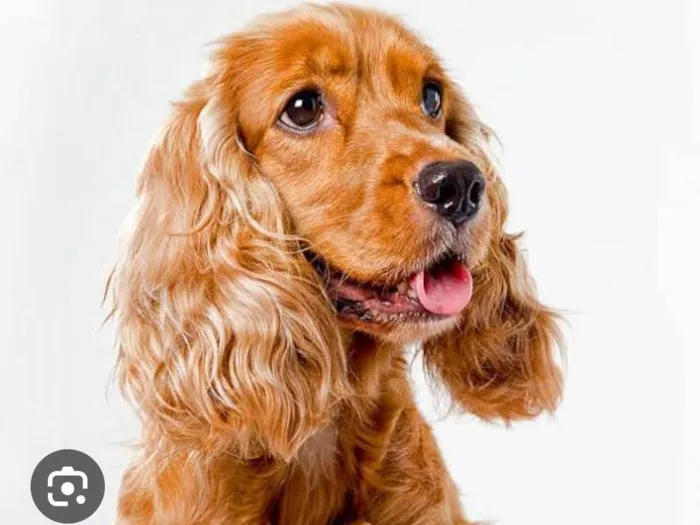 Cachorro ra a Cocker idade 6 ou mais anos nome Teo