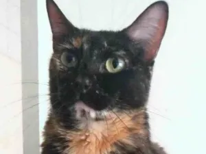 Gato raça srd escaminha rosét  idade 6 ou mais anos nome MEG