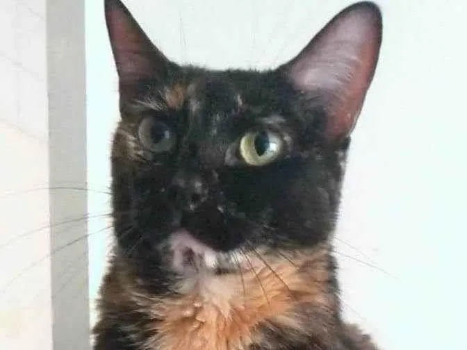 Gato ra a srd escaminha rosét  idade 6 ou mais anos nome MEG