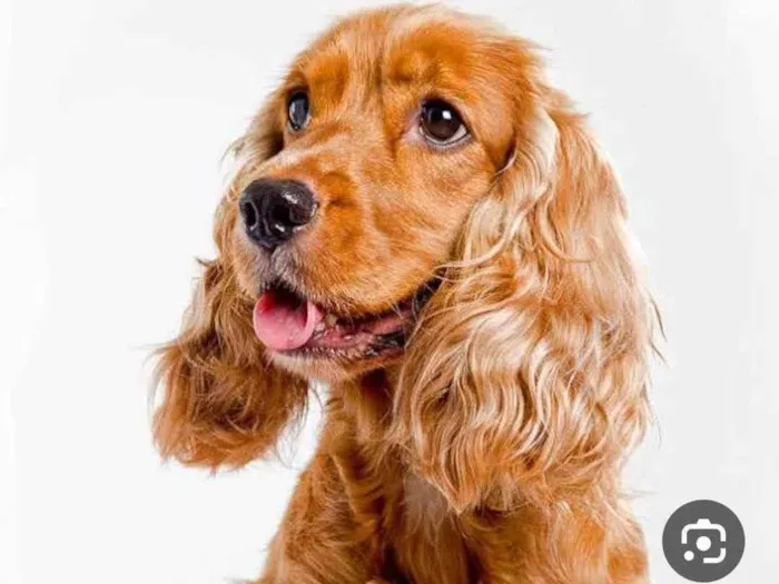 Cachorro ra a Cocker idade 6 ou mais anos nome Teo