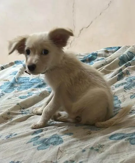 Cachorro ra a SRD-ViraLata idade 2 a 6 meses nome Esperança 