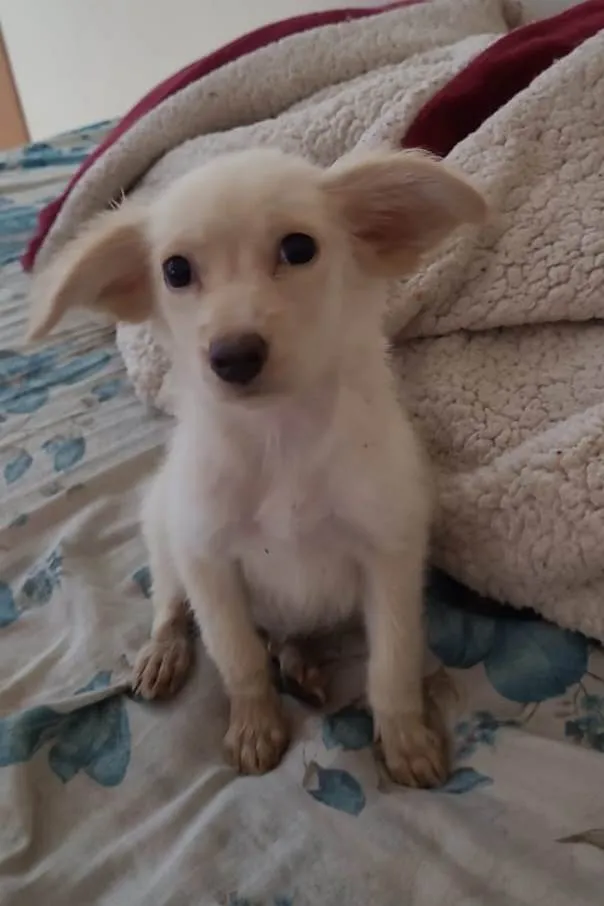 Cachorro ra a SRD-ViraLata idade 2 a 6 meses nome Esperança 