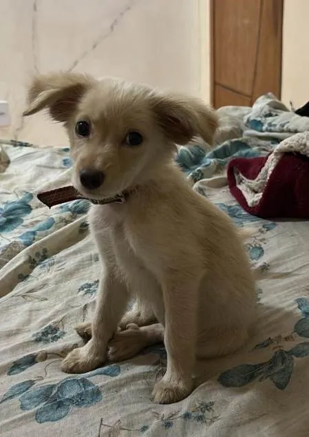 Cachorro ra a SRD-ViraLata idade 2 a 6 meses nome Esperança 