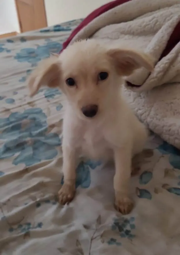 Cachorro ra a SRD-ViraLata idade 2 a 6 meses nome Esperança 