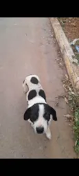 Bob