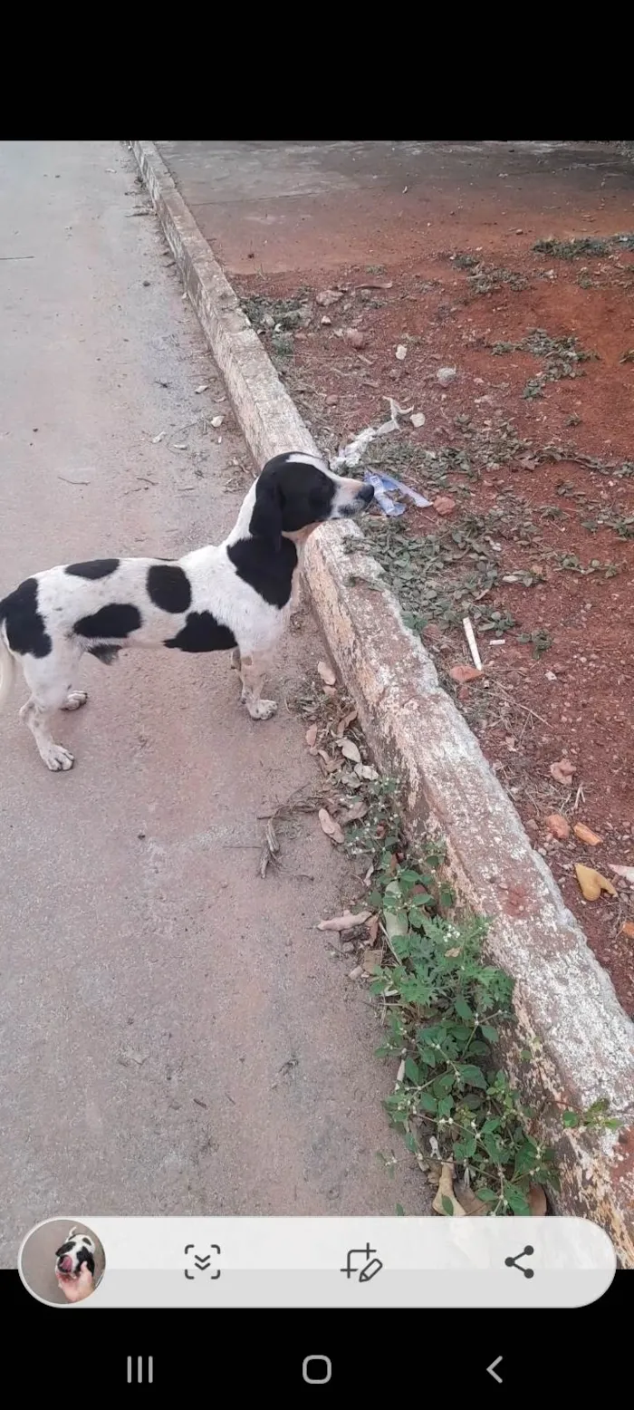 Cachorro ra a SRD-ViraLata idade 2 anos nome Bob