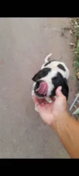 Bob
