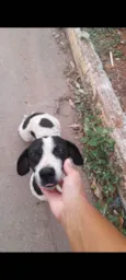 Bob