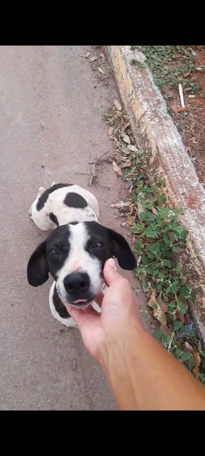 Cachorro ra a SRD-ViraLata idade 2 anos nome Bob