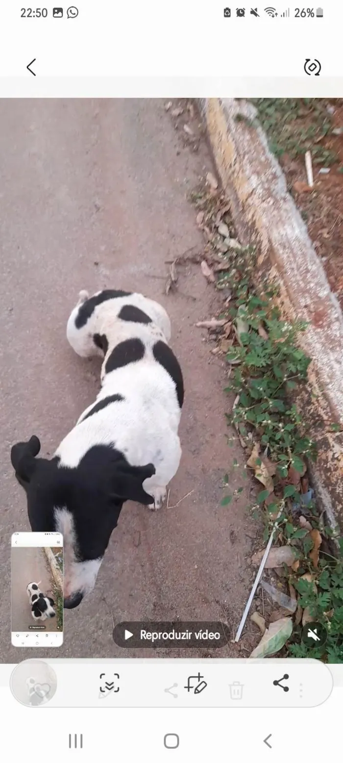 Cachorro ra a SRD-ViraLata idade 2 anos nome Bob