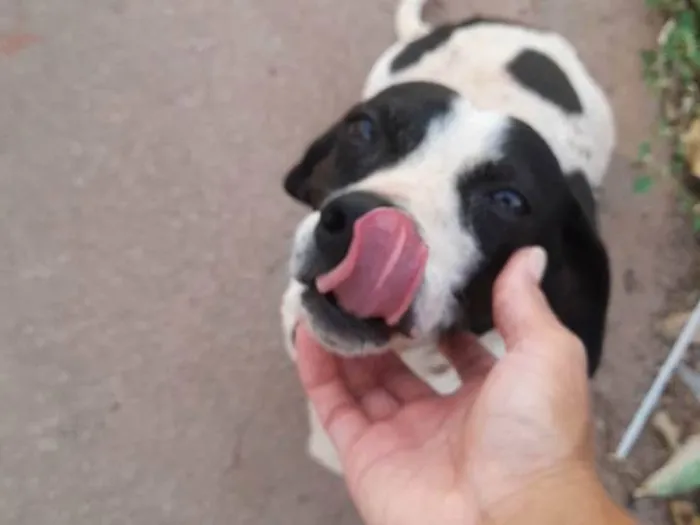 Cachorro ra a SRD-ViraLata idade 2 anos nome Bob