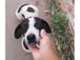 Bob
