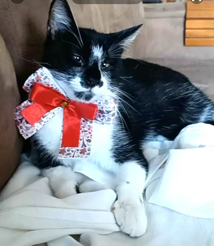 Gato ra a srd frajolinha idade 7 a 11 meses nome AYKA