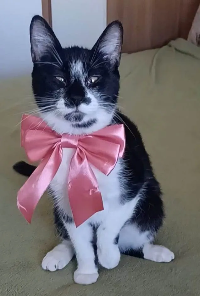Gato ra a srd frajolinha idade 7 a 11 meses nome AYKA
